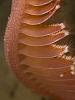 Sea pen